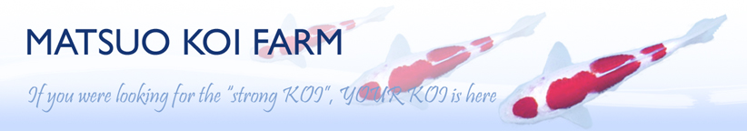 MATSUO KOI FARM