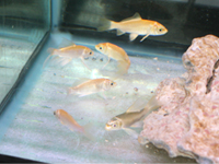 水槽で泳ぐヒレ長鯉