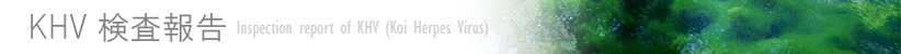 KHV$B8!::Js9p(B/Inspection report of KHV (Koi Herpes Virus) $B!K(B