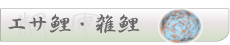 餌鯉 雑鯉